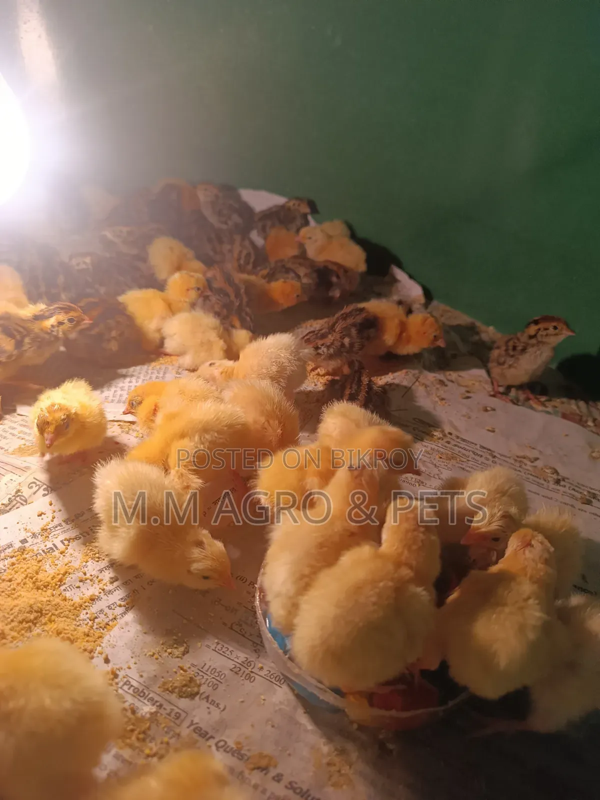 White Coturnix and Japanese Quail