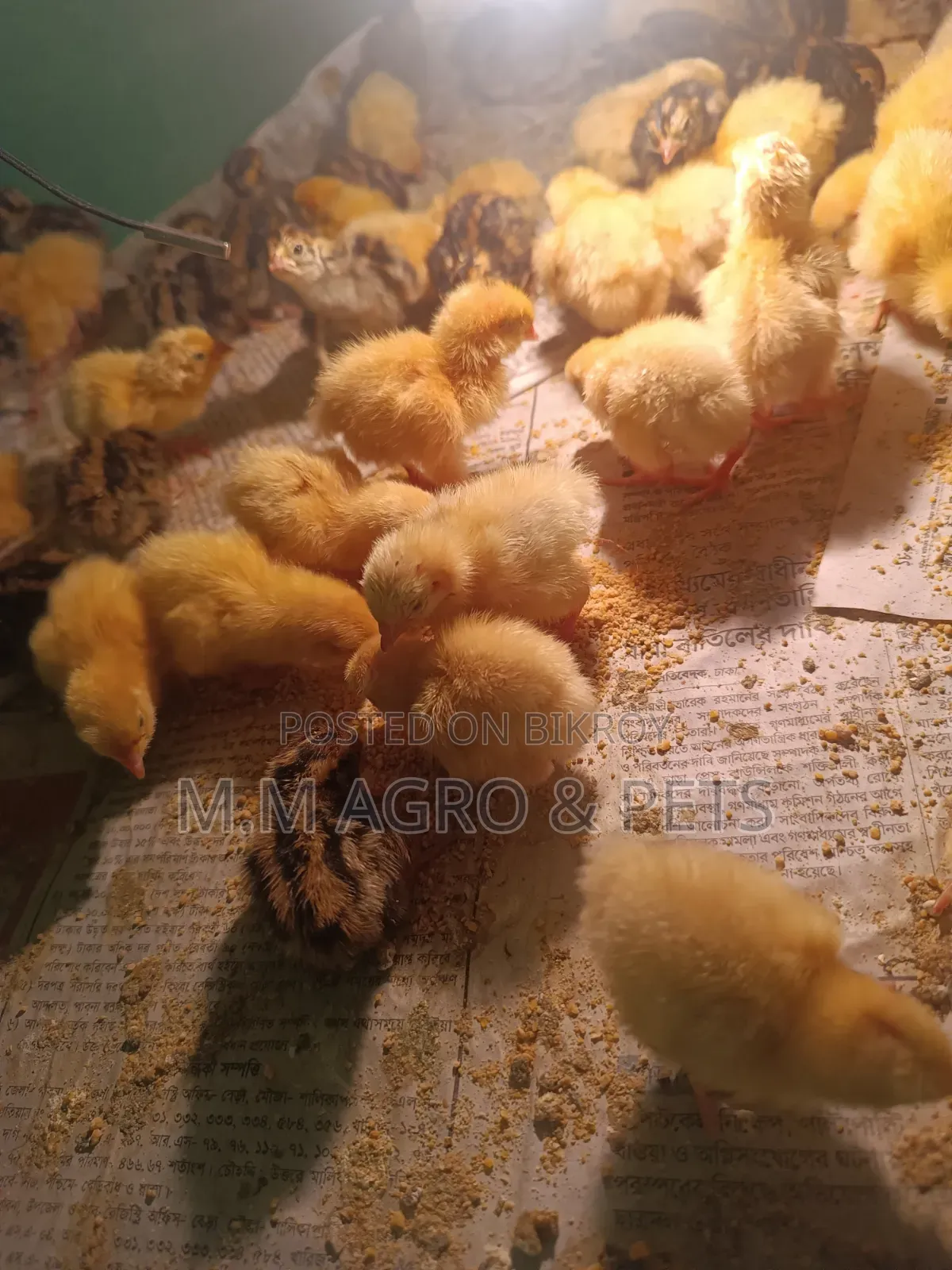 White Coturnix and Japanese Quail