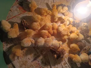 White Coturnix and Japanese Quail