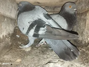 বাংলা কবুতর