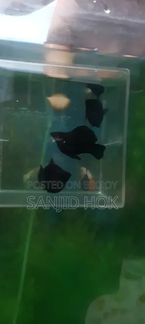 Black Balloon Molly Fish
