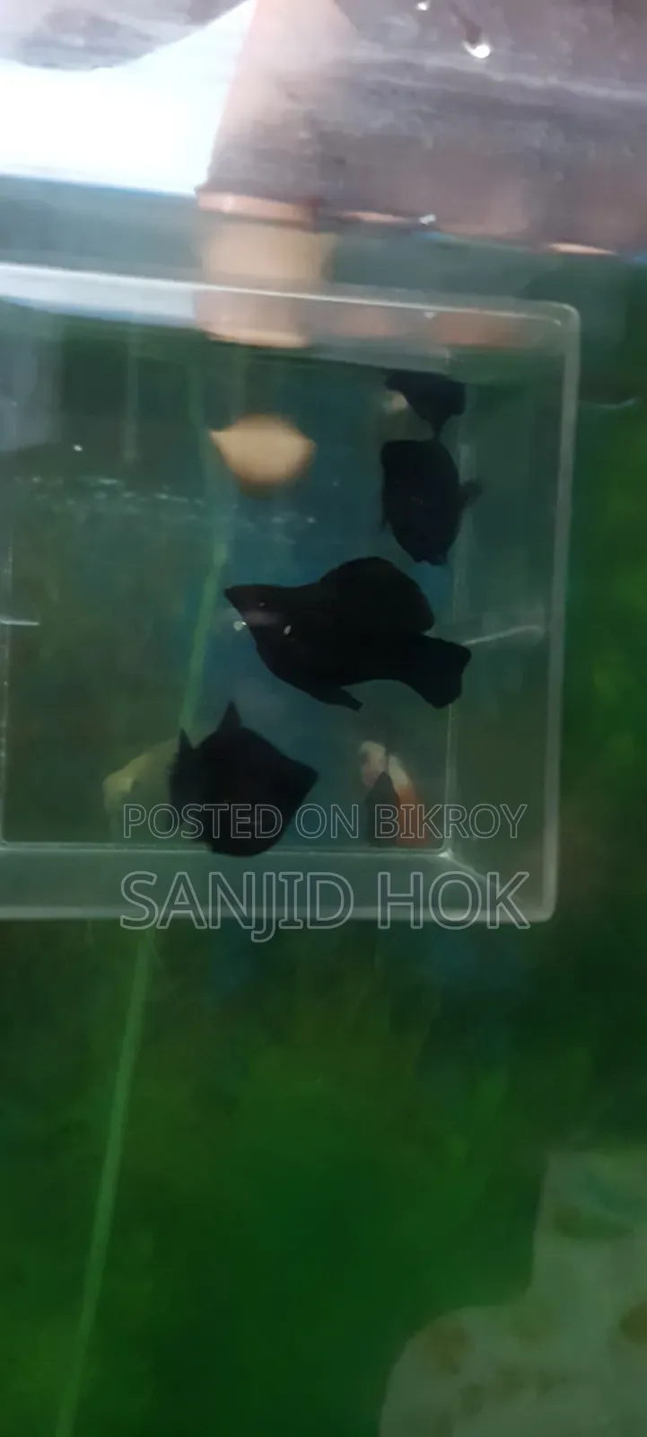 Black Balloon Molly Fish