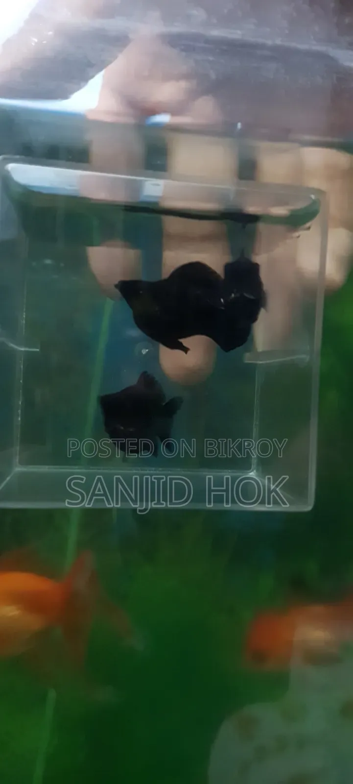 Black Balloon Molly Fish