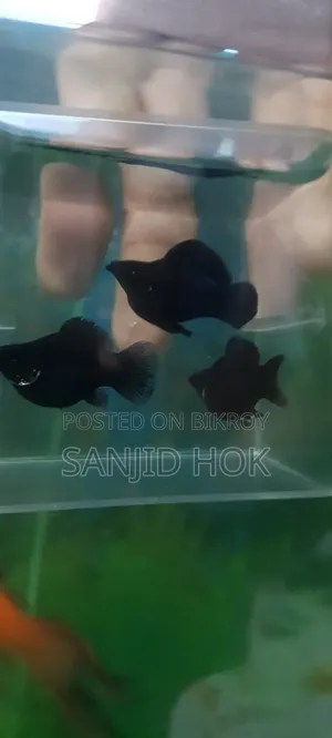 Black Balloon Molly Fish