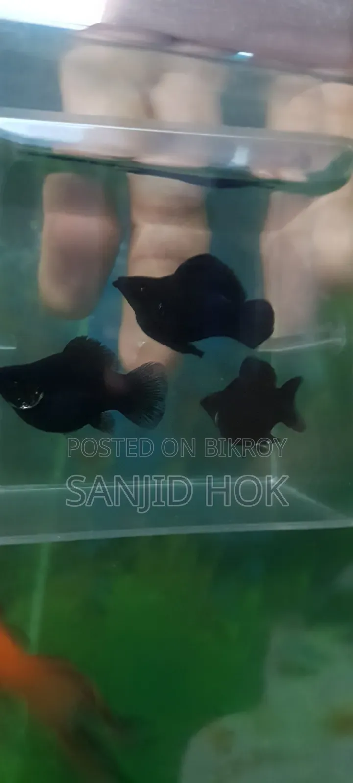 Black Balloon Molly Fish