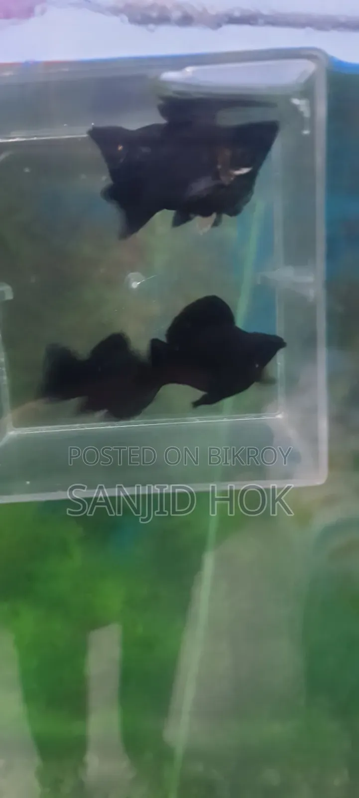 Black Balloon Molly Fish