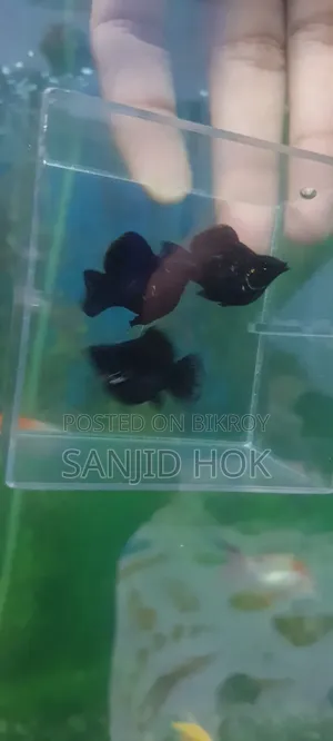 Black Balloon Molly Fish
