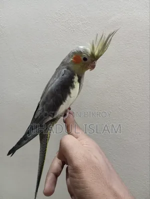 Grey Pied Face Cockatiel Baby