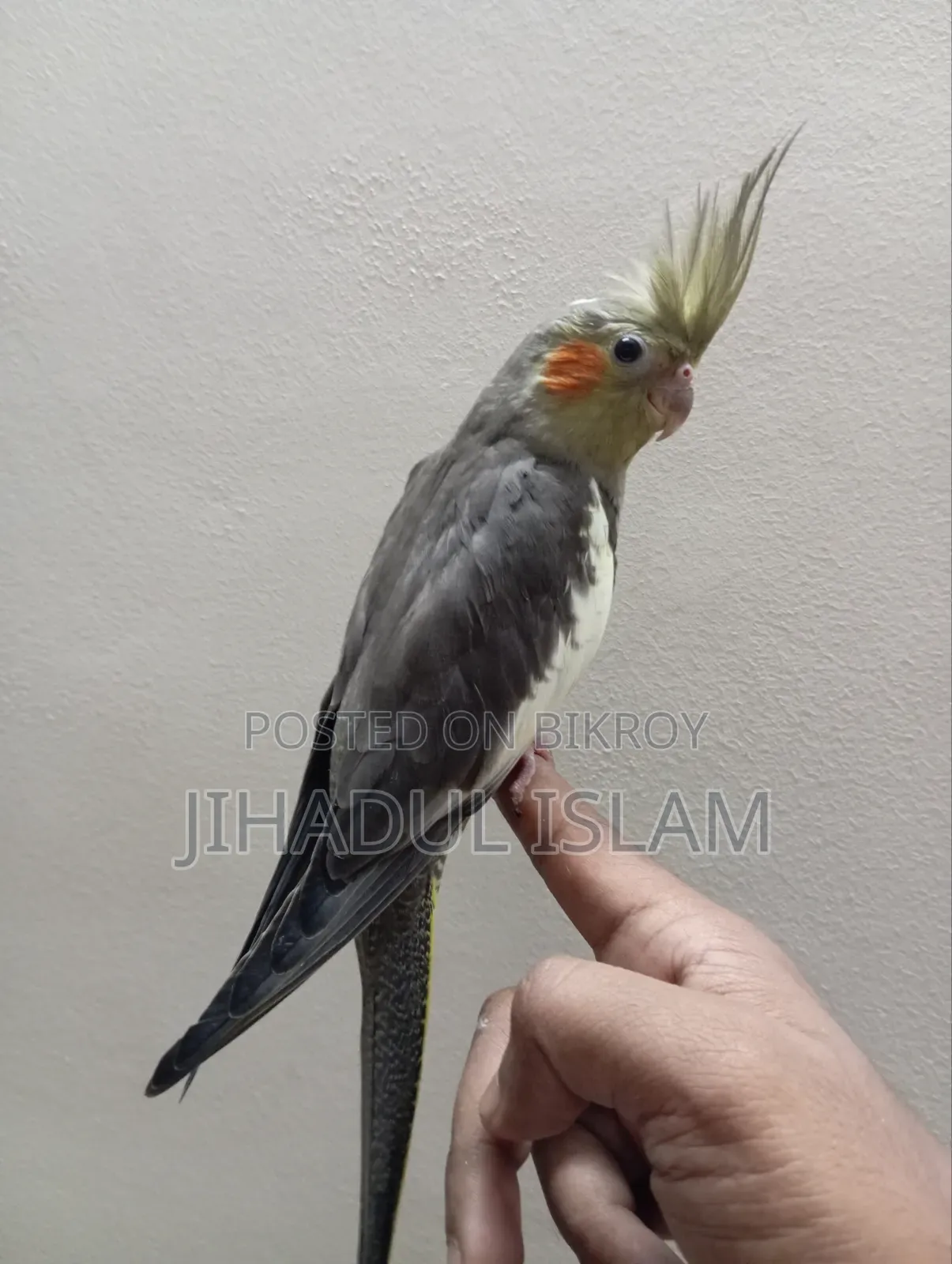 Grey Pied Face Cockatiel Baby
