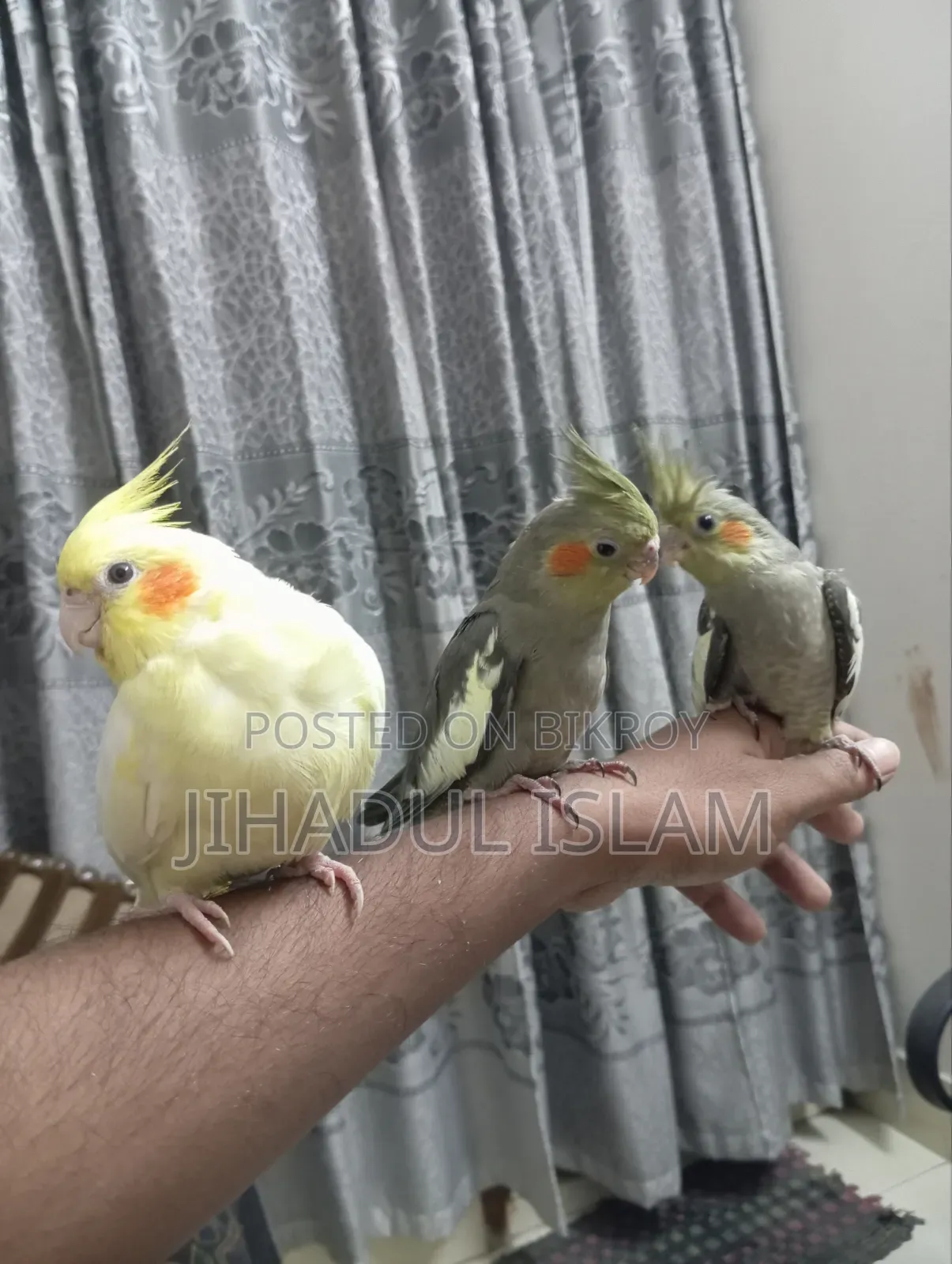 Grey Pied Face Cockatiel Baby
