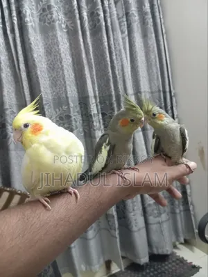 Grey Pied Face Cockatiel Baby