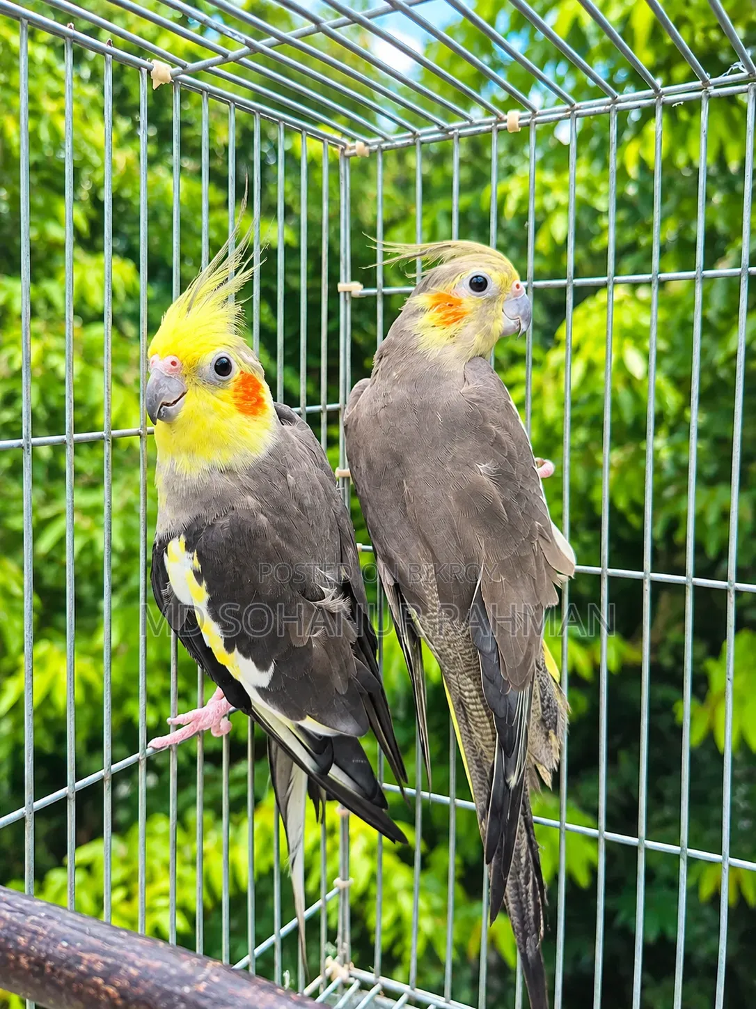 Running Pair Cockatiel