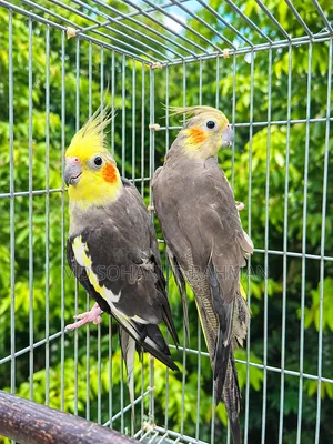 Running Pair Cockatiel