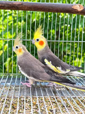Running Pair Cockatiel