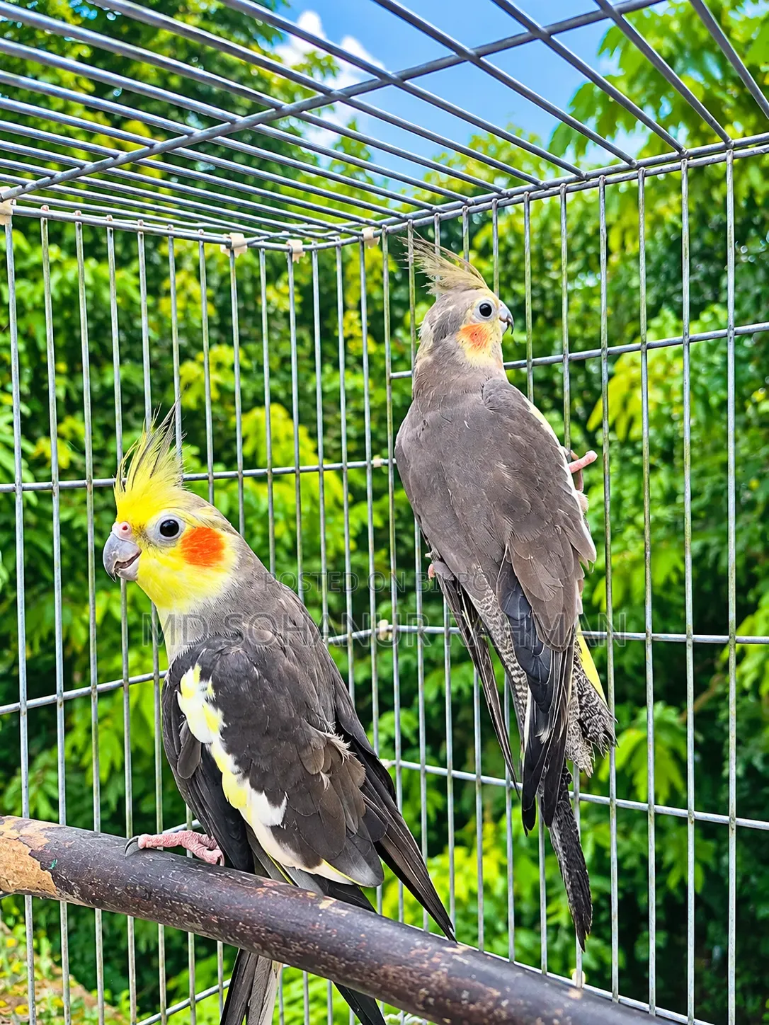 Running Pair Cockatiel