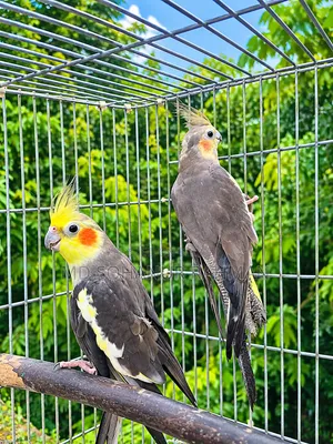 Running Pair Cockatiel