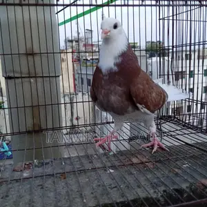 Red Cap Pigeon Baby