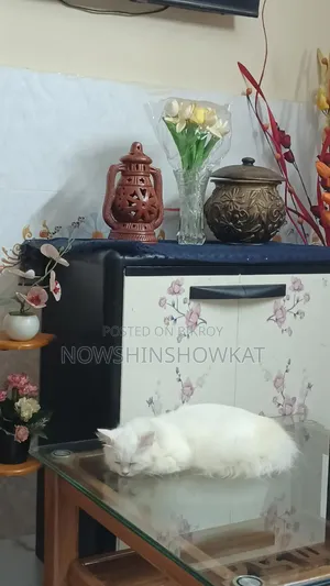 ৩-৬ মাসের ফিমেল পিওরব্রেড পারসিয়ান