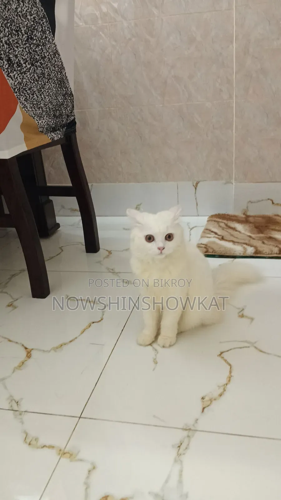 ৩-৬ মাসের ফিমেল পিওরব্রেড পারসিয়ান