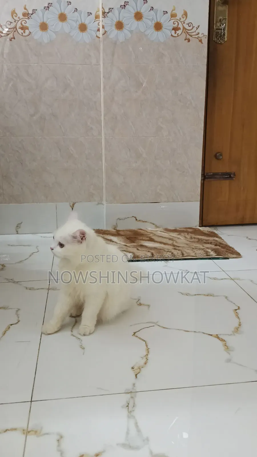 ৩-৬ মাসের ফিমেল পিওরব্রেড পারসিয়ান
