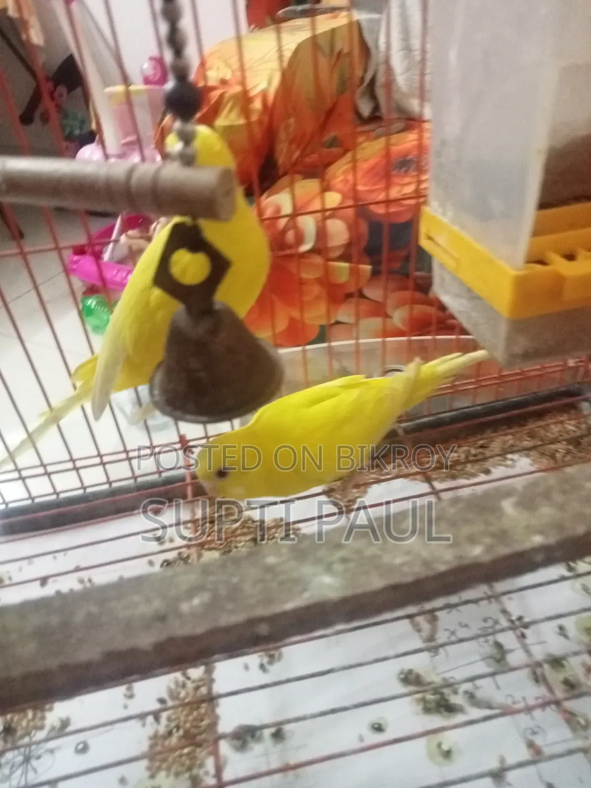 একজোড়া লুটিনো বাজিকর সাথে, পাখির খাবারের ফ্রিজ, পানির পট ও হাড়ি ফ্রি