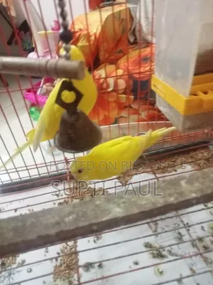 একজোড়া লুটিনো বাজিকর সাথে, পাখির খাবারের ফ্রিজ, পানির পট ও হাড়ি ফ্রি