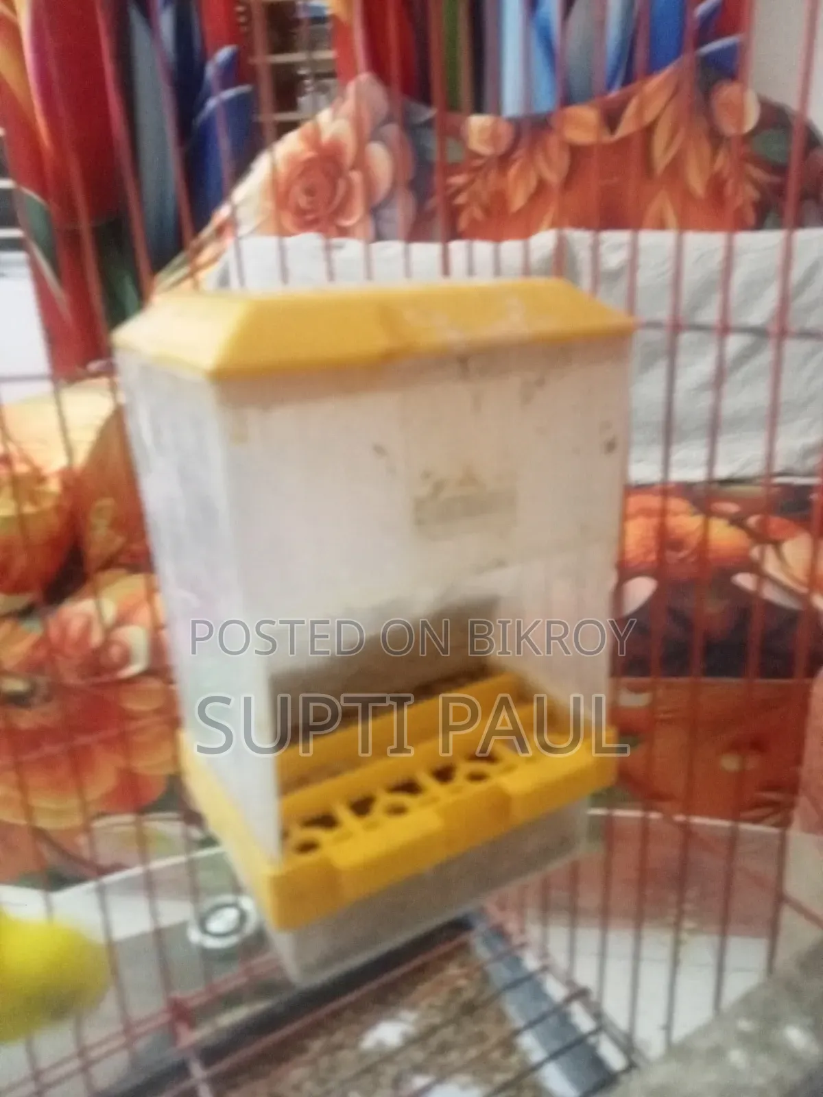 একজোড়া লুটিনো বাজিকর সাথে, পাখির খাবারের ফ্রিজ, পানির পট ও হাড়ি ফ্রি