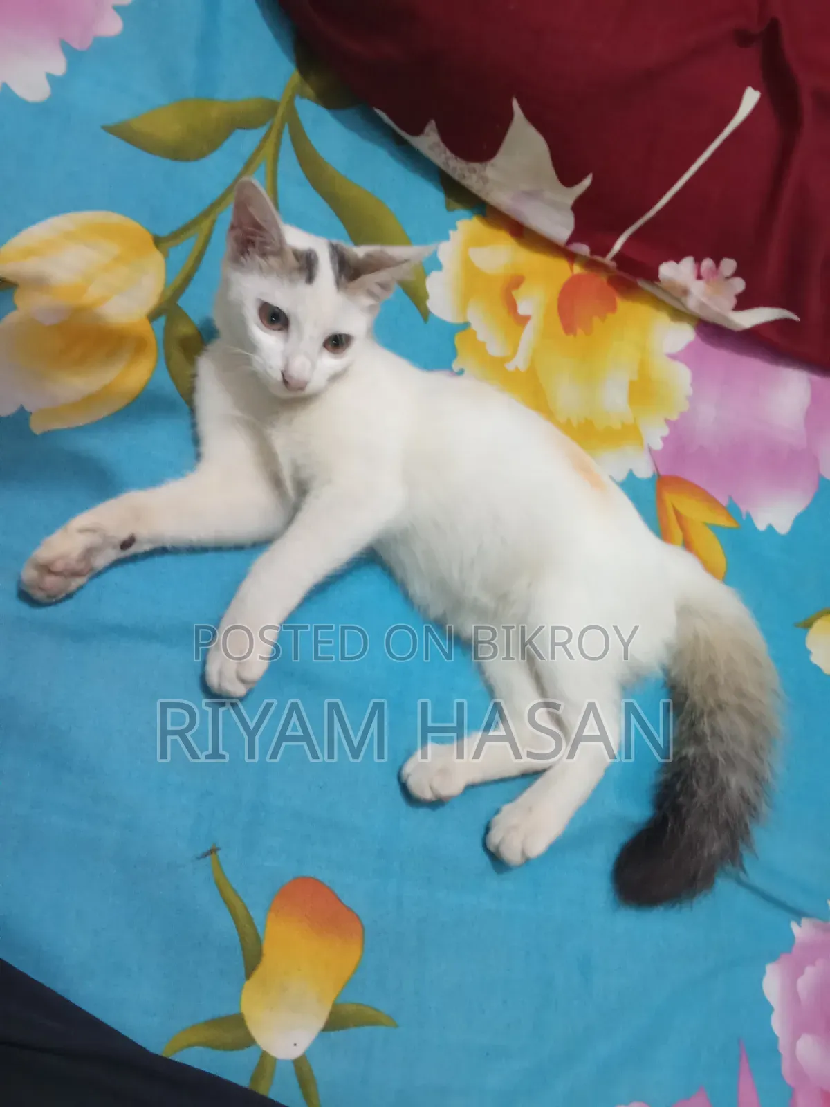 ১-৩ মাস বয়সী স্ত্রী মিশ্র জাতের বেঙ্গল