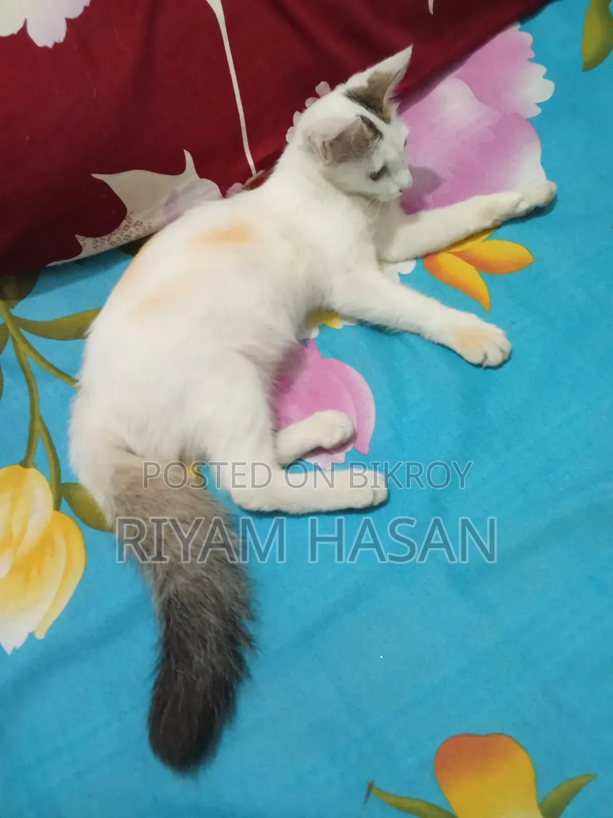 ১-৩ মাস বয়সী স্ত্রী মিশ্র জাতের বেঙ্গল