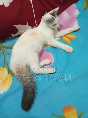 ১-৩ মাস বয়সী স্ত্রী মিশ্র জাতের বেঙ্গল