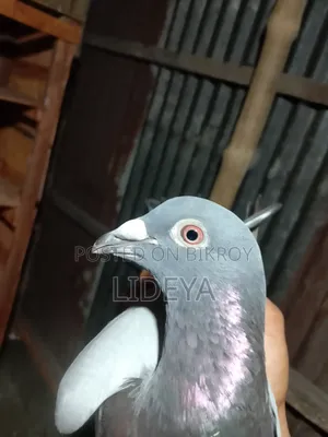 Pigeons for sale