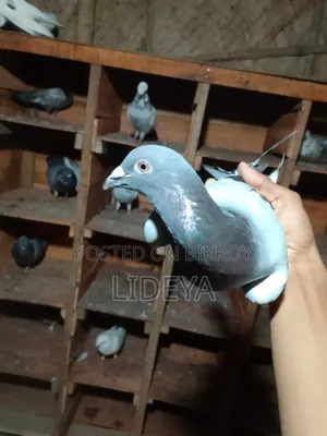 Pigeons for sale