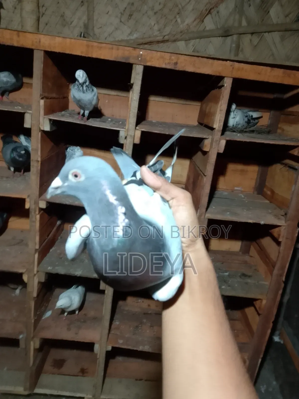 Pigeons for sale