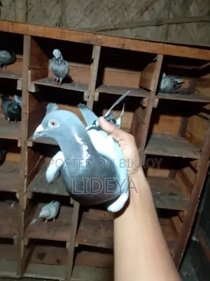 Pigeons for sale