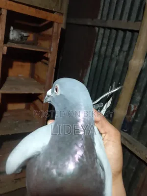 Pigeons for sale