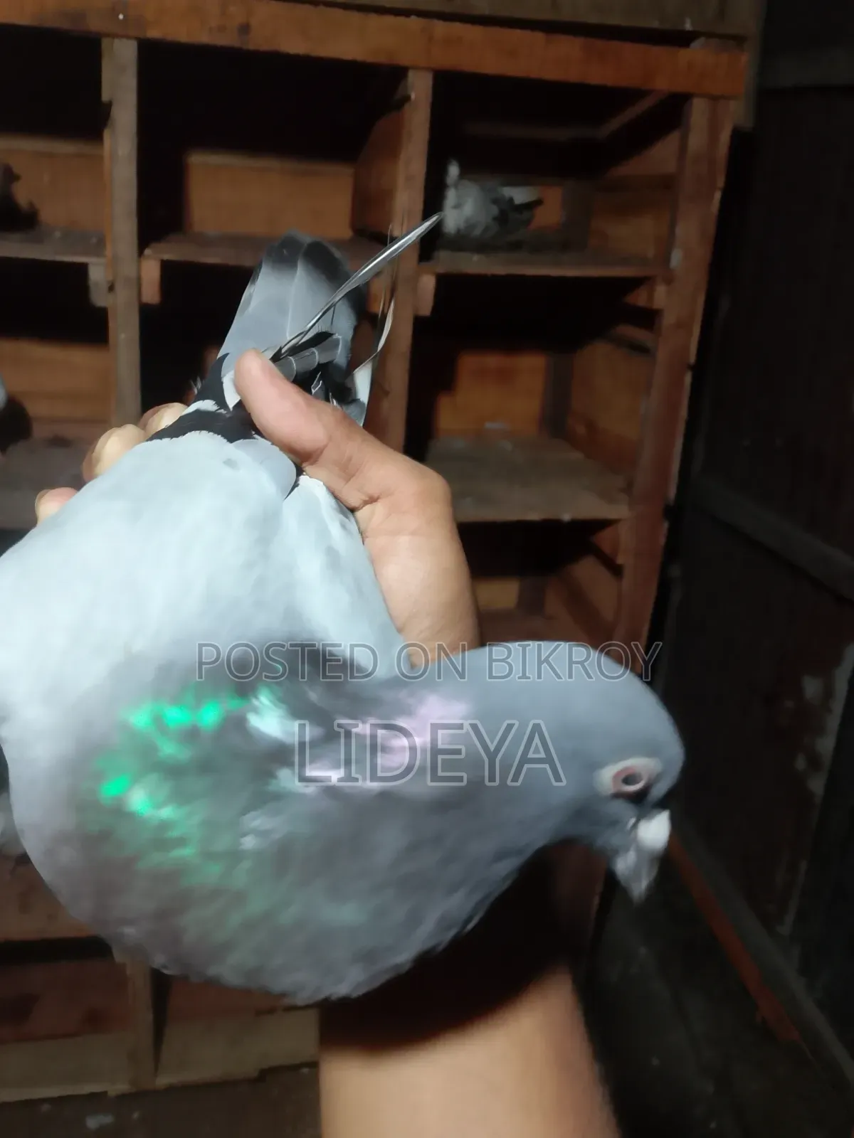 Pigeons for sale
