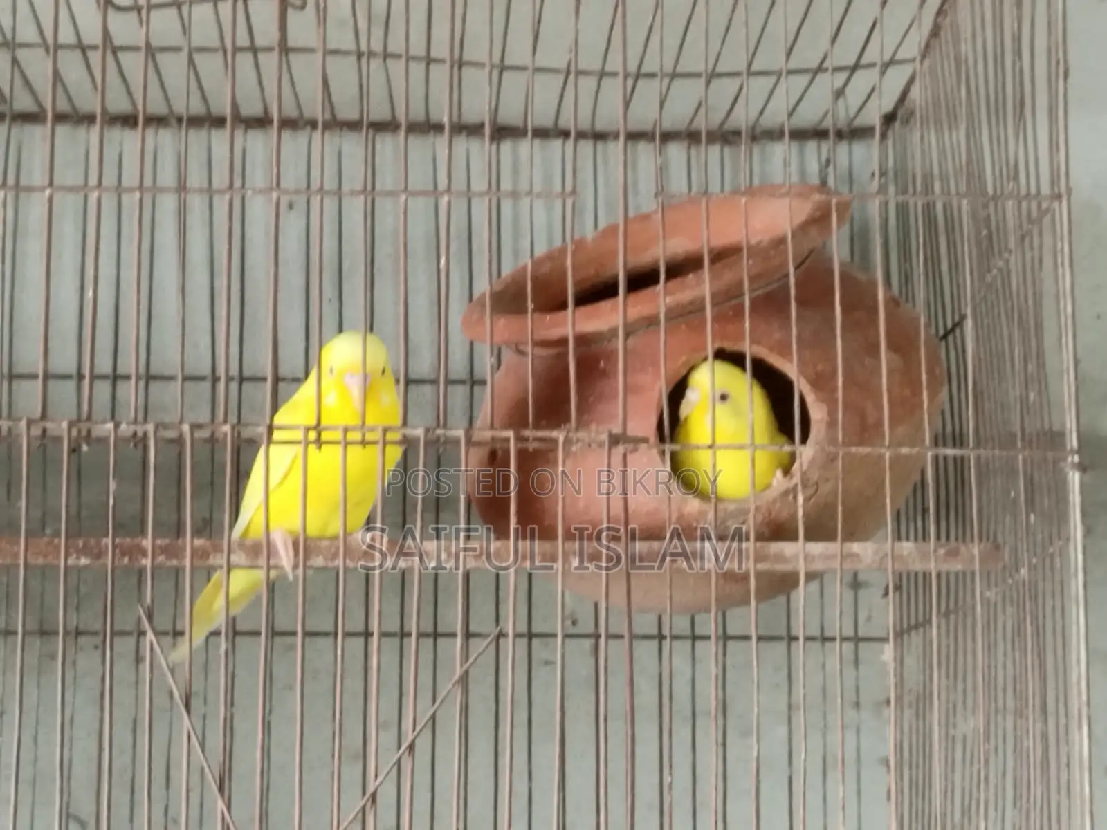 Lotino Bajrigor