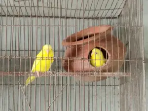 Lotino Bajrigor