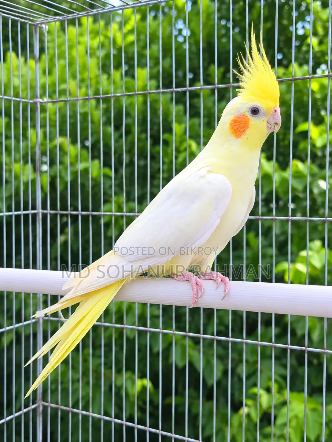 Lutino Cockatiel Female