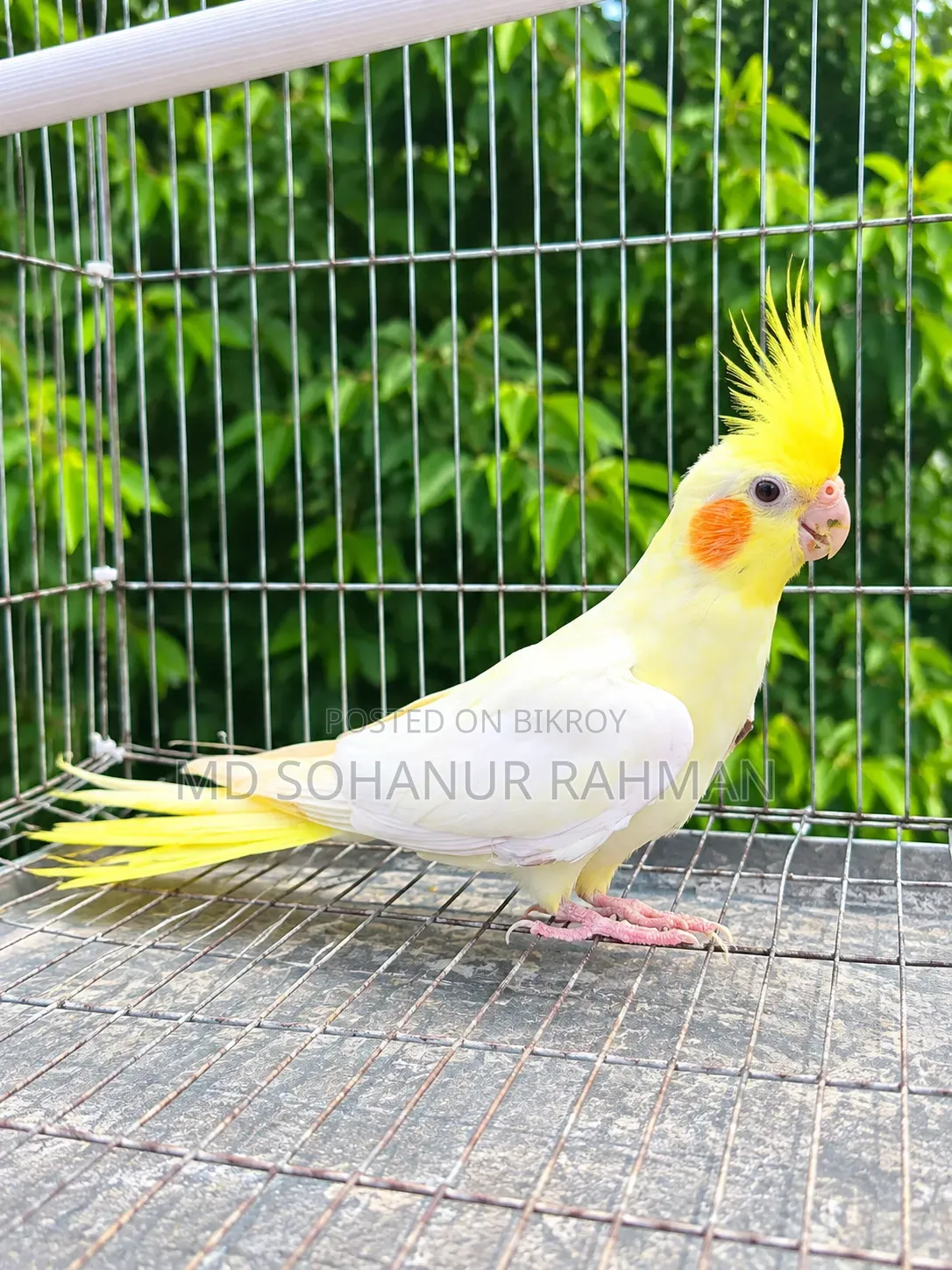 Lutino Cockatiel Female