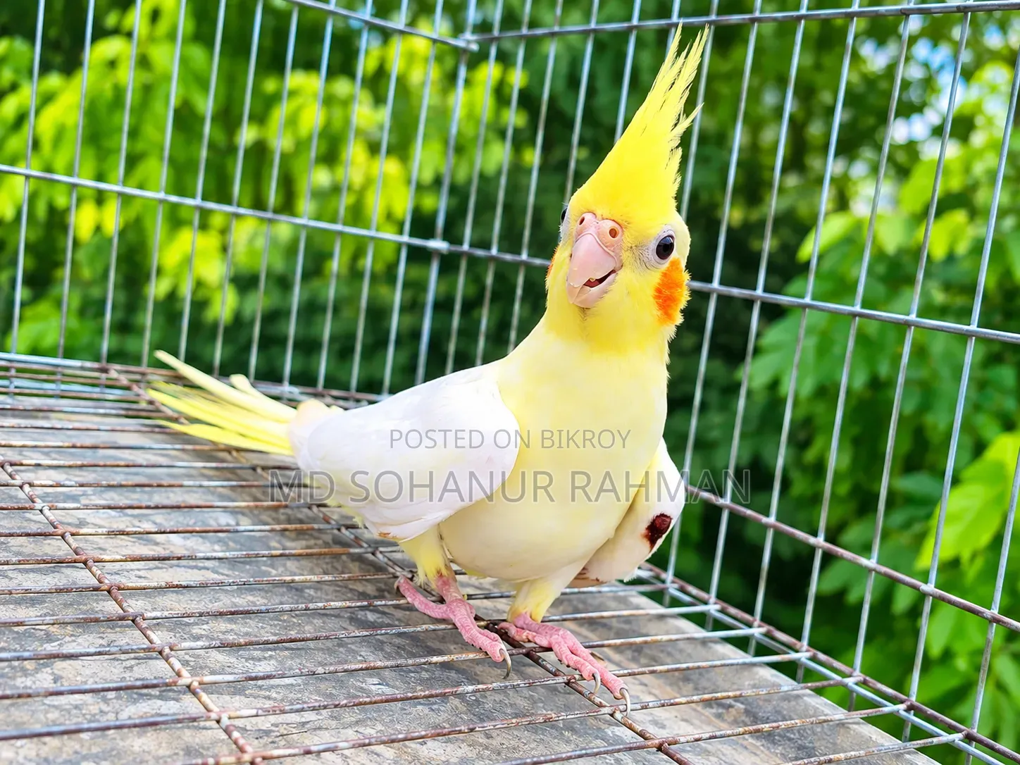 Lutino Cockatiel Female