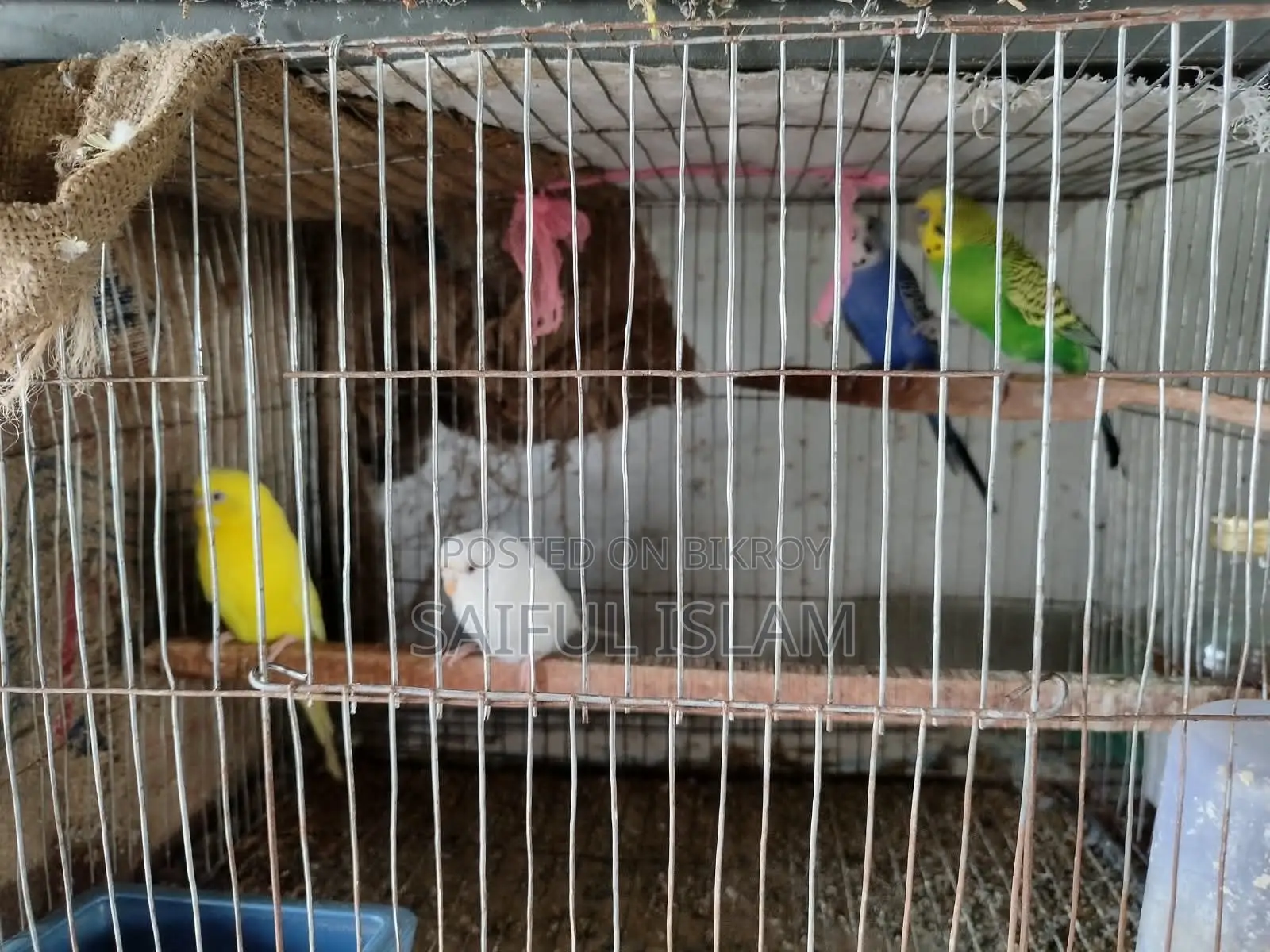 রানিং বাজরিগর জোড়া