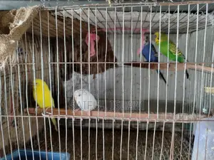 রানিং বাজরিগর জোড়া