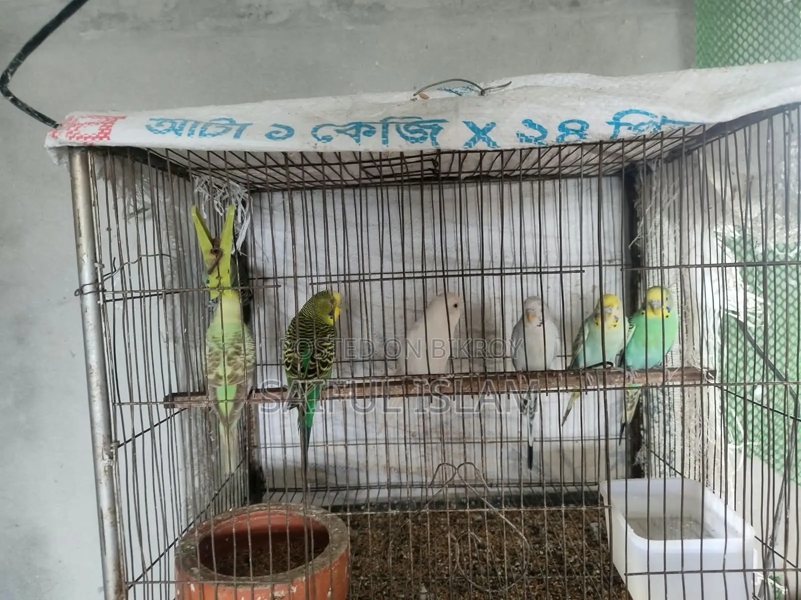 রানিং বাজরিগর জোড়া