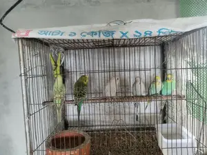 রানিং বাজরিগর জোড়া