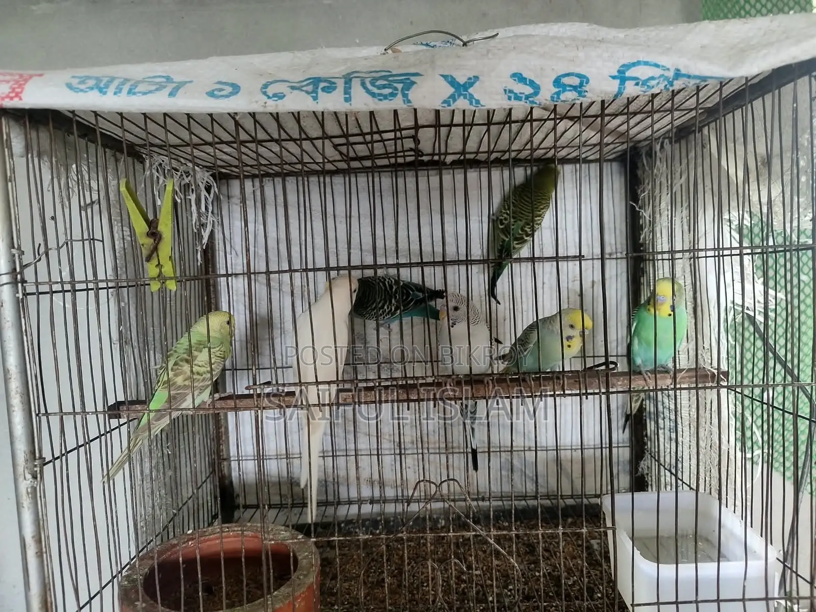 রানিং বাজরিগর জোড়া