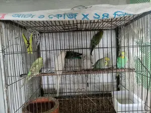 রানিং বাজরিগর জোড়া