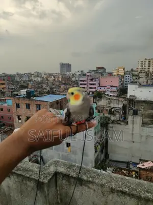 টিম গ্রে কোকাটেল