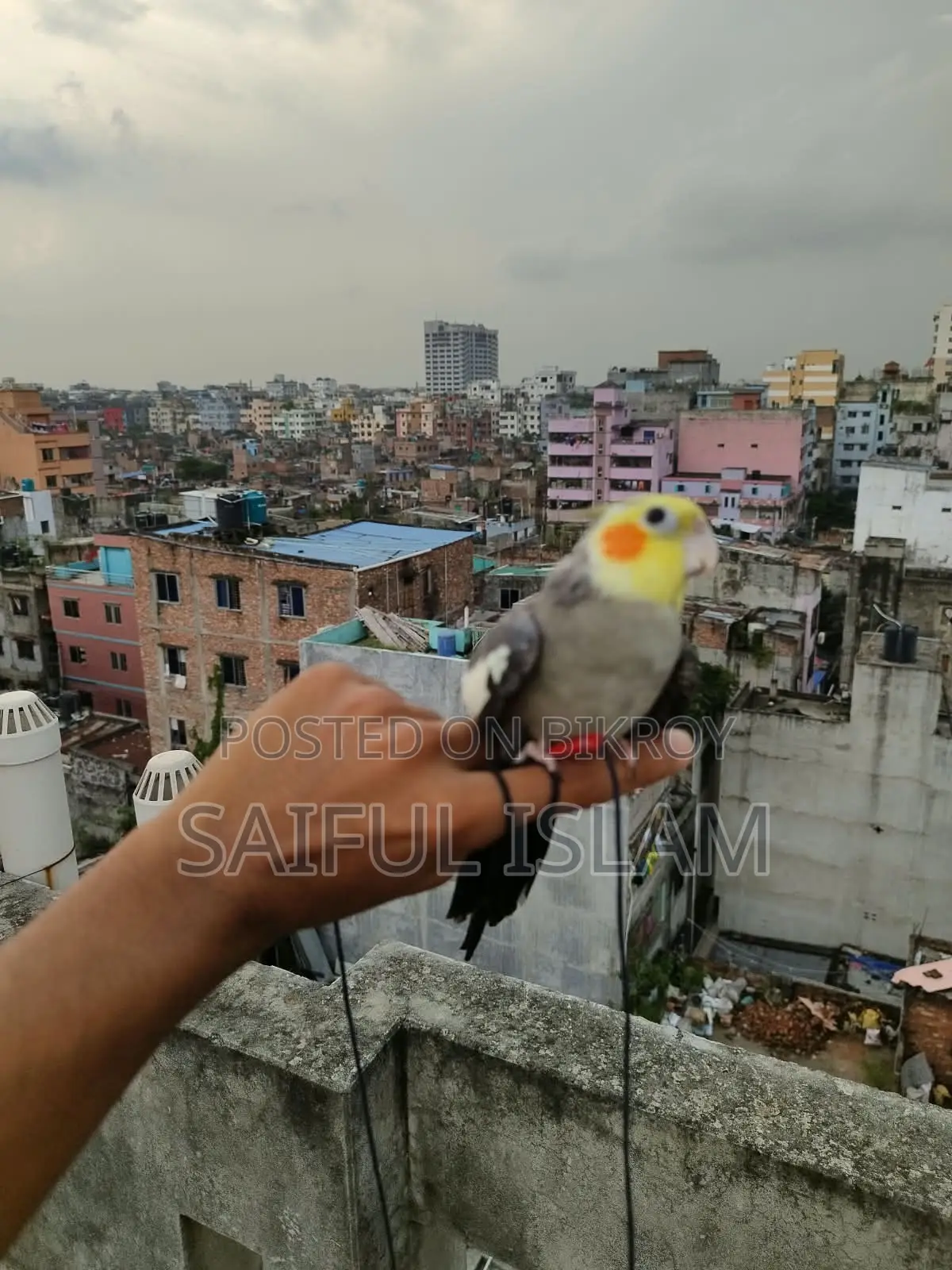 টিম গ্রে কোকাটেল