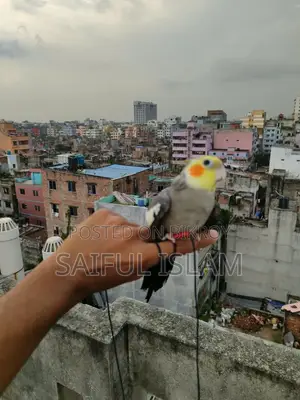 টিম গ্রে কোকাটেল